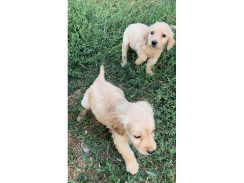 Minik goldenlarımız sahiplerini arıyor