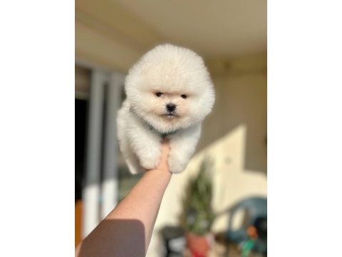 Oyuncaklar gibi 2 ayıcık pomeranian