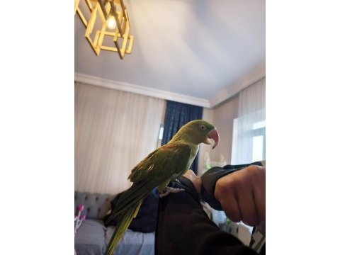 8aylık bebek alexander papağanı