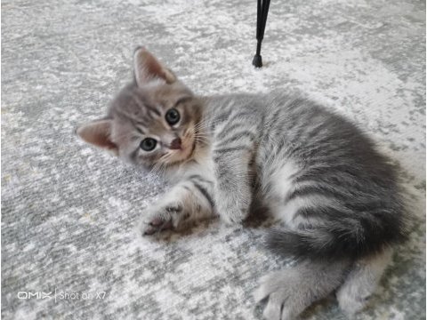1 haziran doğumlu british shorthair kediler