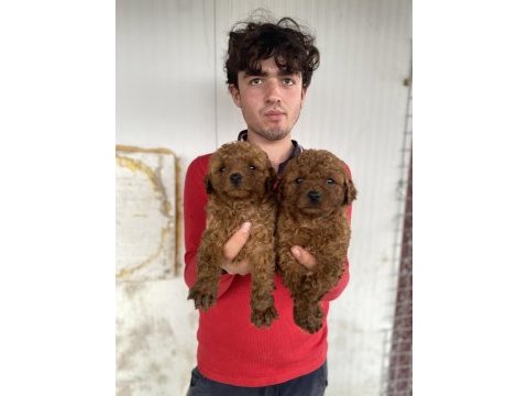 Red toy poodle yavrular