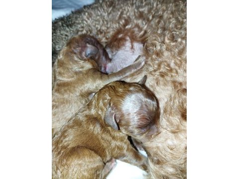 Şecereli toy poodle anneden yavrular