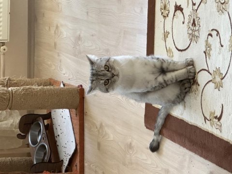 Erkek british shorthair kaplan çizgili kısır değil