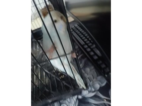 Acil sahiplendirmek istiyorum muhabbet kuşu