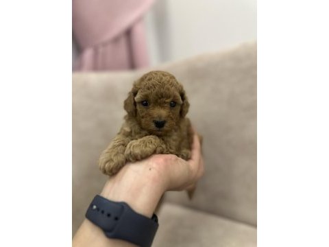 Kore toy poodle