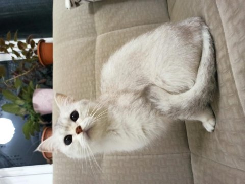 British shorthair kedisi 2 yaşında