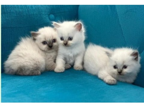 British shorthair yavrular
