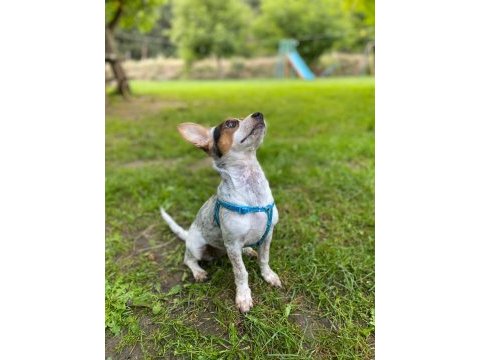 Beyaz pinscher