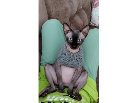 Sfenks oğlumuza iyi bakacak birilerini arıyoruz