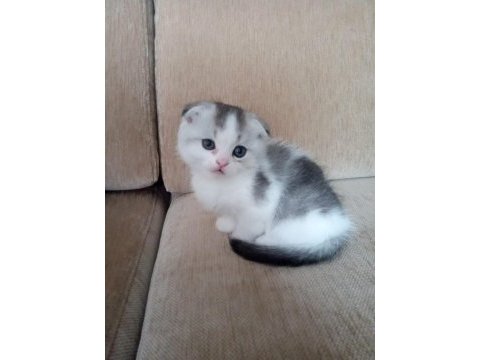 Scottish fold ve british yavrular