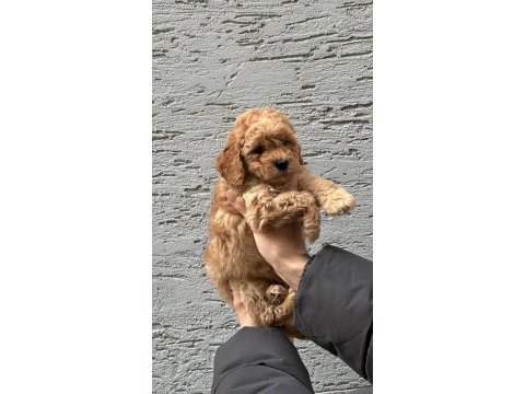 Sevimli ve safkan poodle yavrular