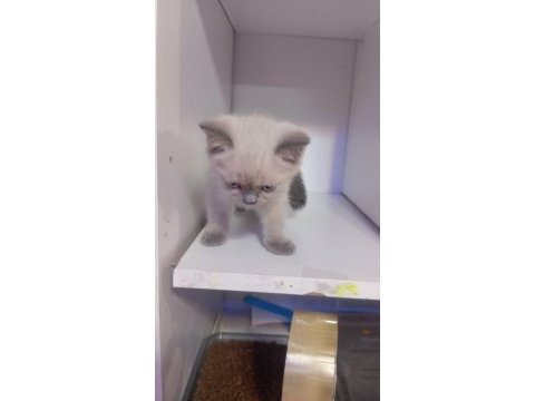 British shorthair yavrular yeni yuvasını arıyor