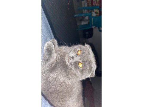 Scottish fold kızımız dora