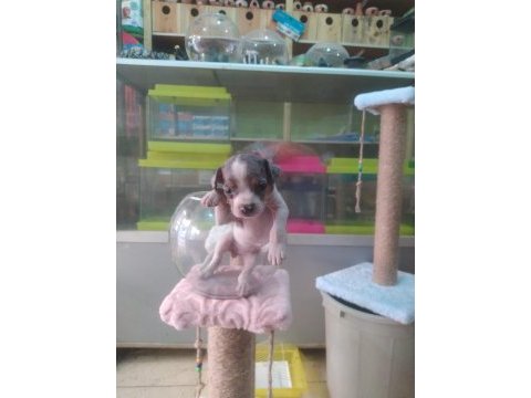 Teslime hazır yumurcaklar chihuahua