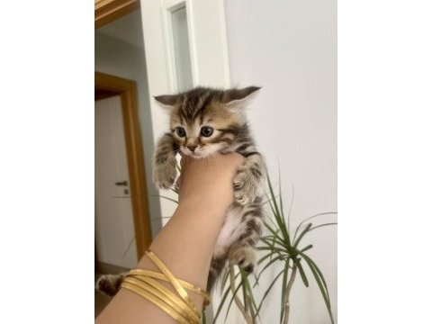 Kalıplı erkek british yavru