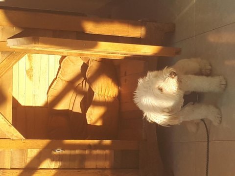 10 aylık maltipoo satılık