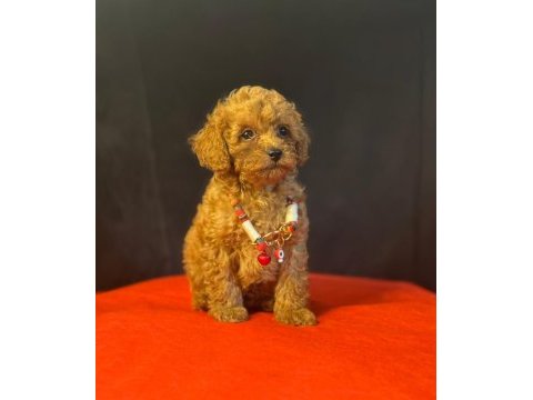 Toy poodle bebekler