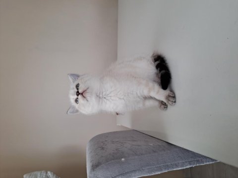Scottish fold bluepoint