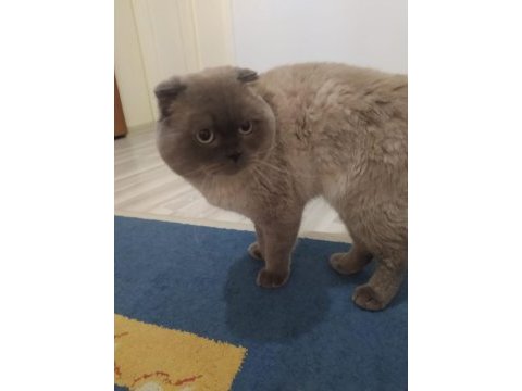 Safkan british shorthair son iki yavrumuz