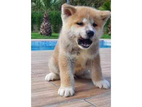 Japon akita ınu yavrulari istanbul 