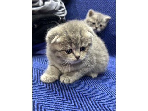 British shorthair ve scottish fold