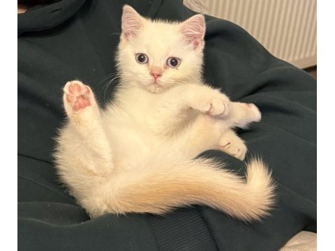 Sevimli british shorthair