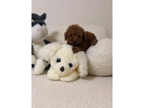Toy poodle mini bebeklerimiz
