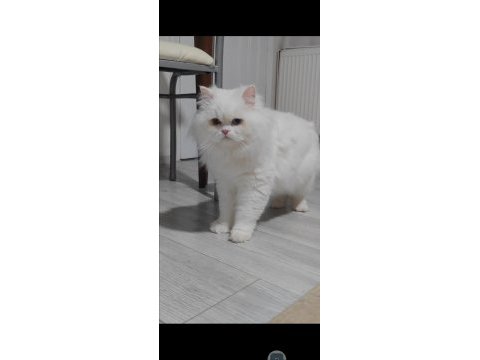 British longhair kedisi