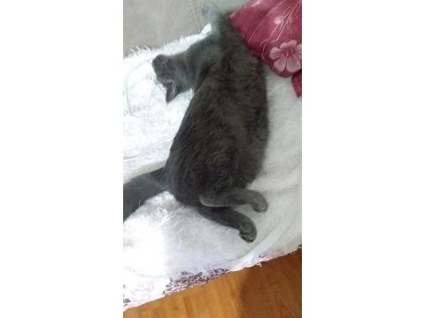 British longhair