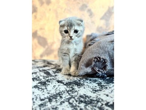 Yavru scottish fold yavrumuz