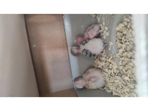 Yavrulu yumurtalı muhabbet kuşlar