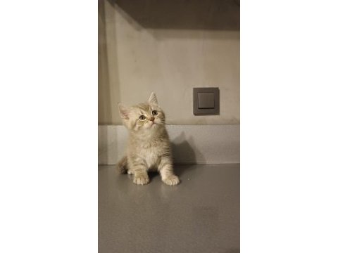 Sağlıklı british shorthair biblo bebek