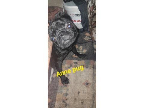 26 günlük dişi erkek yavru pug