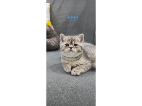 Uyguna british shorthair vereceğim