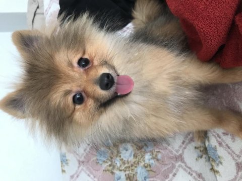 Pomeranian 4 buçuk aylık dişi yavru