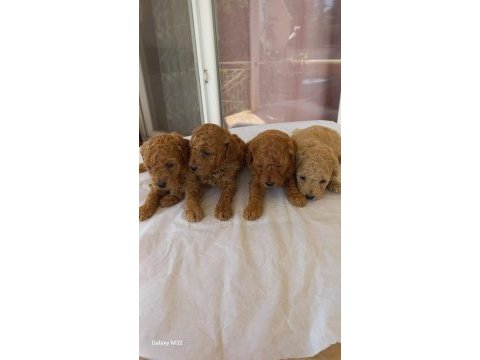 Poodle yavrusu bebeğimiz