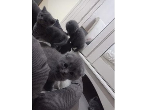 Scottish fold yavrular