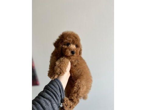 Toy garantili orjinal erkek toy poodle yavrumuz