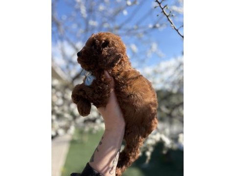 Korekan toy poodle safkan yavrular
