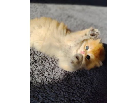 Safkan british longhair aslan oğlana yuva arıyorum