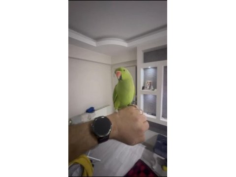 Full evcil konuşan pakistan papağanımız çiko