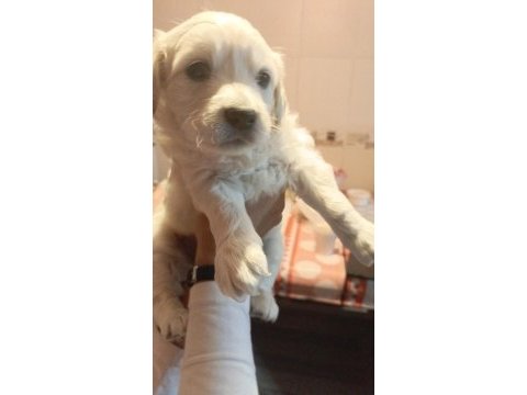 Yeni golden retriever yavruları