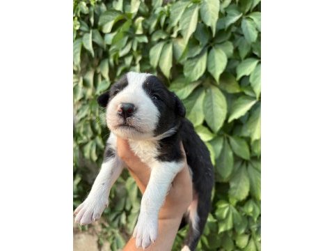 Temmuz doğumlu yeni border collie bebekler
