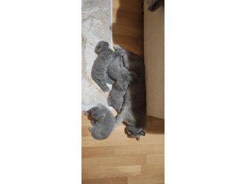 Uygun british shorthair yavrular