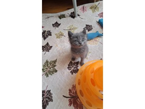 British shorthair minnoşum