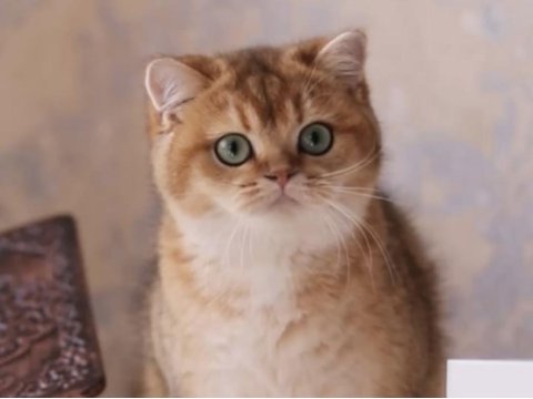 Şecereli safkan british shorthair ny11 erkek yavru
