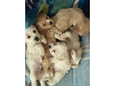 Kalite f1 maltipoo yavrular anne altından