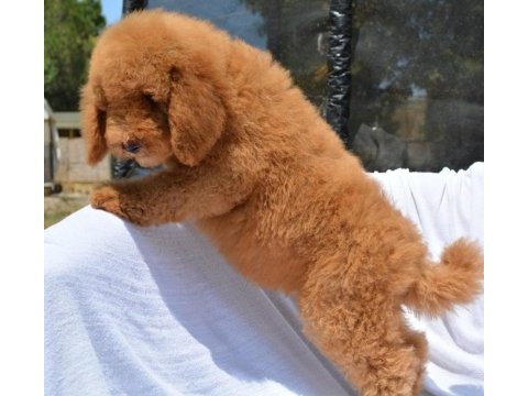 Dev labradoodle bebekler