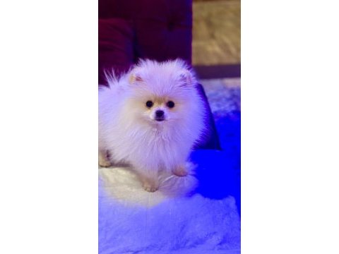 Pomeranian boo teddy bear erkek 2.5 aylık