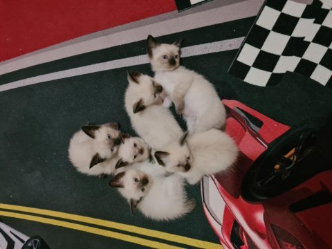 Sağlık ve ırk garantili aşılı safkan siyam yavrular
